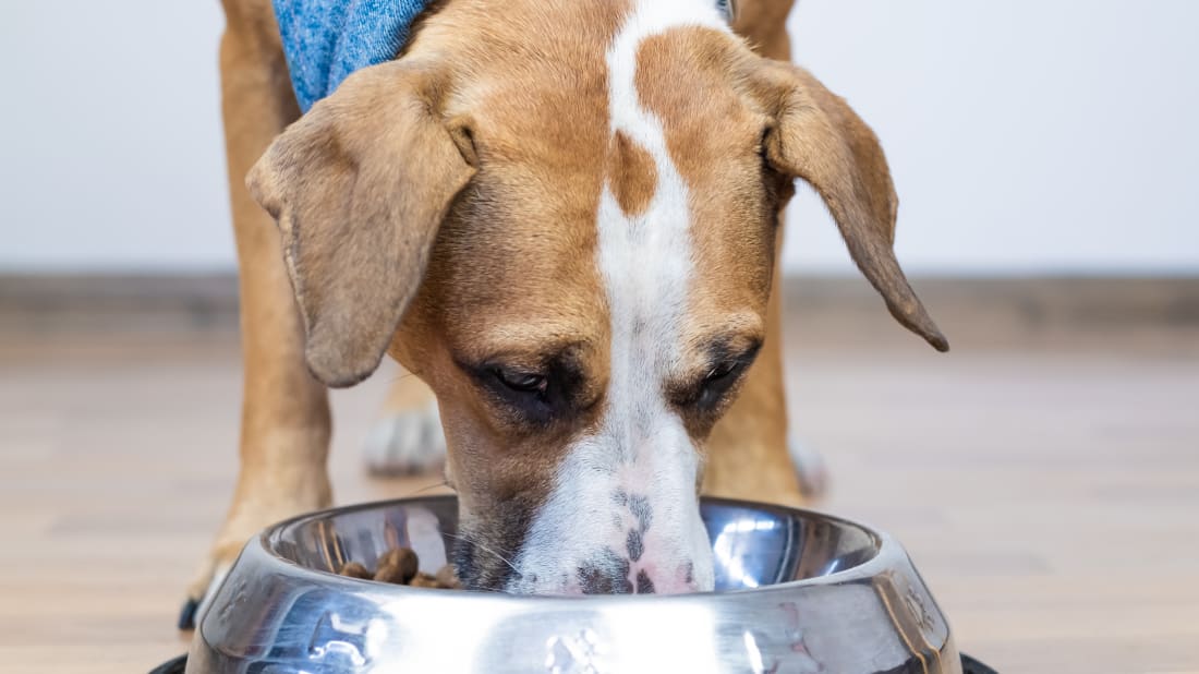 The FDA Has Linked 16 Popular Dog Food Brands to Canine Heart Disease Mental Floss