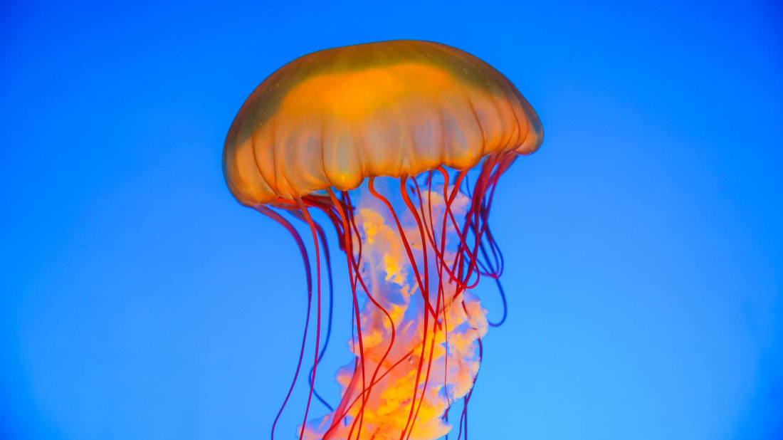 15 Electrifying Facts About Jellyfish