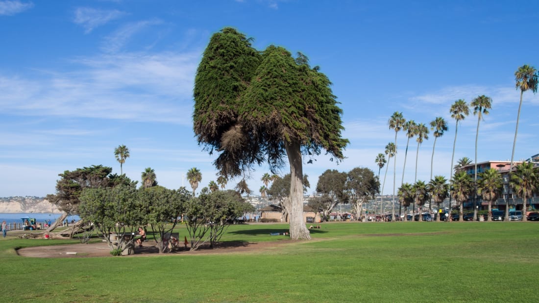 The Tree That Inspired Dr Seuss S The Lorax Has Fallen Over