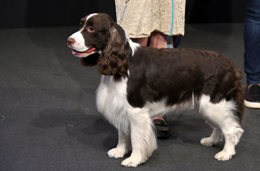 Breeds 101: Meet the English Springer Spaniel