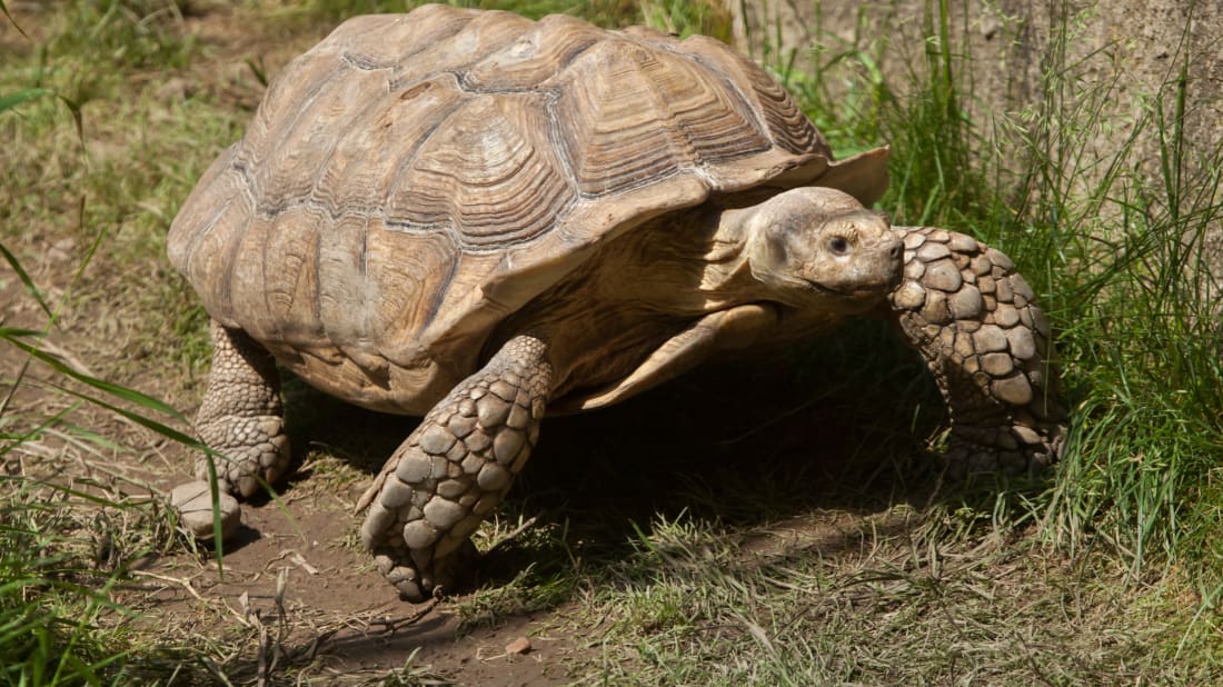 Henry the Tortoise Is Looking for a Part-Time Walker | Mental Floss