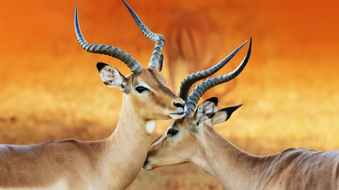 7 Things You Might Not Know About Impalas