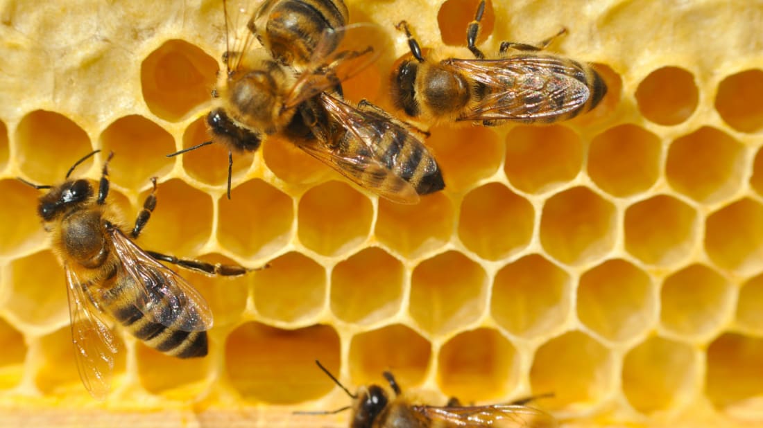 A Popular Weed Killer Could Be Partly Responsible for Declining Bee ...