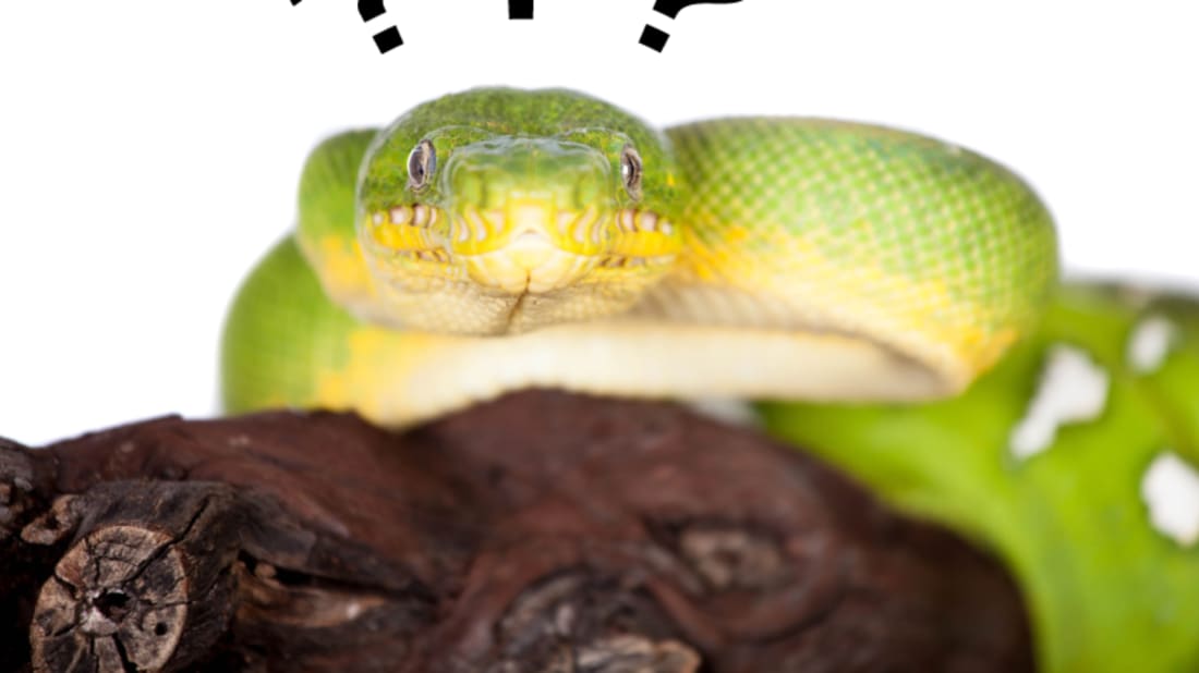What’s the Difference Between a Boa and a Python?