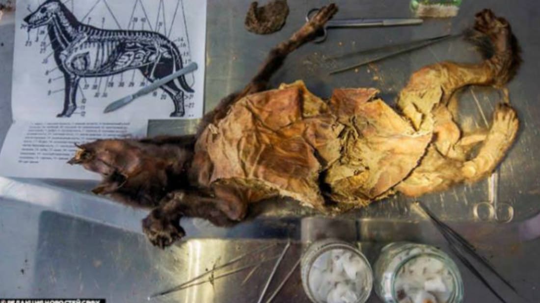 Ice Age Mummified Puppy Is Oldest Ever Found